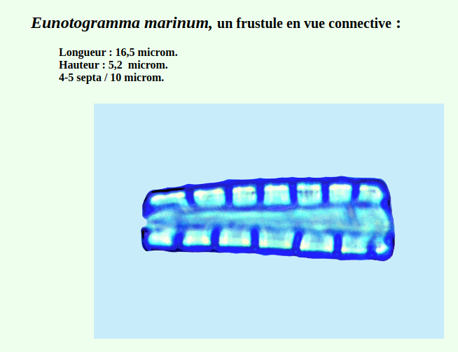 eunotogrammamarinumconnective.png.625b4062e6cdc6c4c18c7c7b722d7693.png