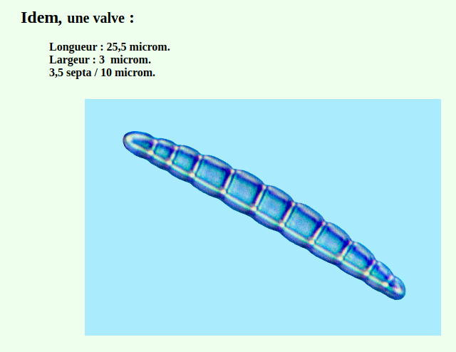 eunotogrammamarinumvalvaire.png.94ff0193da3ffcc3d39d6e54965838c6.png