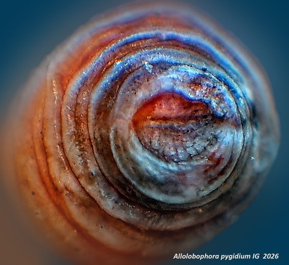 mikrosc-pygidium-allolobophora.jpg.4b926c05ed9cc386c946573820a46e7c.jpg