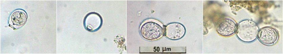 oviformis.jpg.87bd8c4e4542251b8f610a64e9e10f70.jpg