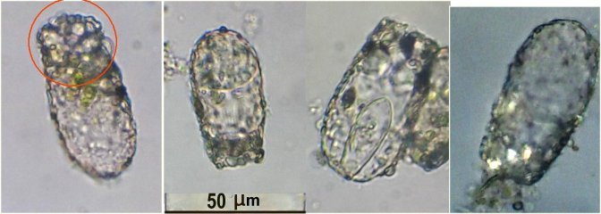 pseudo2.jpg.f69345a3043bf0c56bb431b3f2587b58.jpg