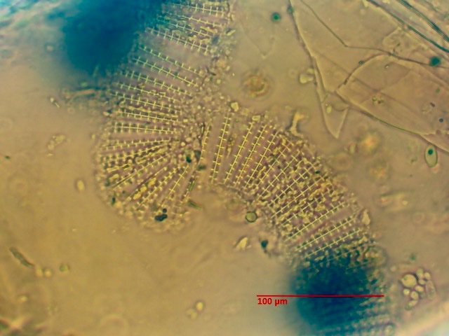 sable_strie_2_x40_z2_cumul_mesure.jpeg.086170251724e55a3cc3b51d17bd571a.jpeg