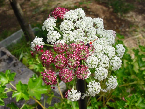 Fleur centrale.jpg