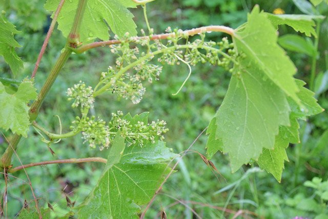 vignetexte1.jpg.10620e1112e594c39829b128541a9266.jpg