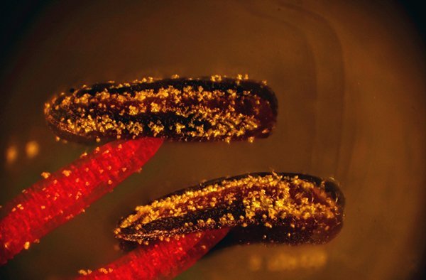 MIKNS Callistemon étamines x 40.jpg