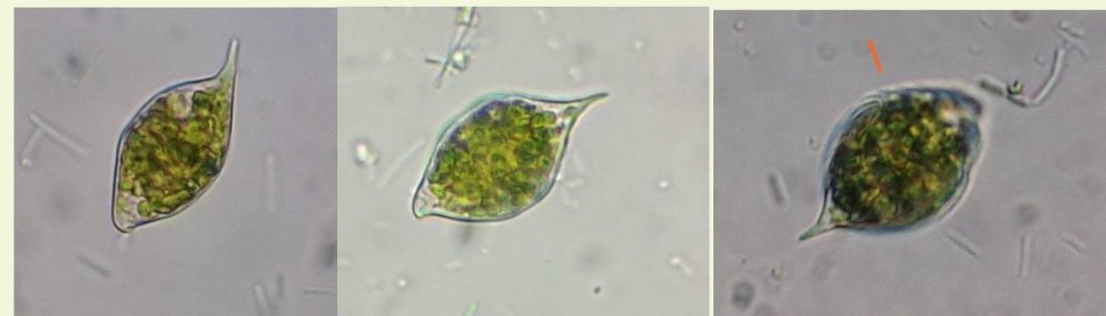 caudata.thumb.jpg.50096ed0f7b756e122e7849df58b6095.jpg