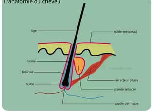 cheveuxfourchu3.png.c6cbf203893e66242ccc9d5237511b8f.png