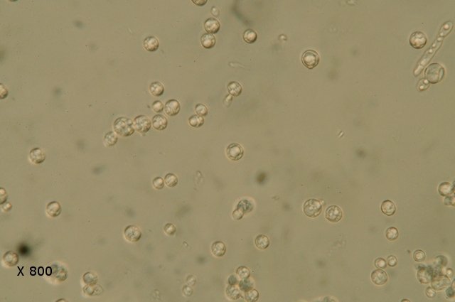 confituretexte2.jpg.e1e8f35df50764909d92a275af5f61d8.jpg