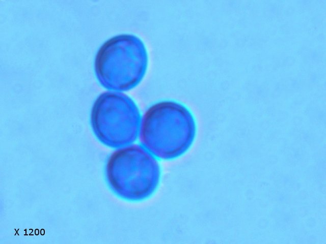 confituretexte3.jpg.9a5ce89060824959311d3f6b7527df98.jpg
