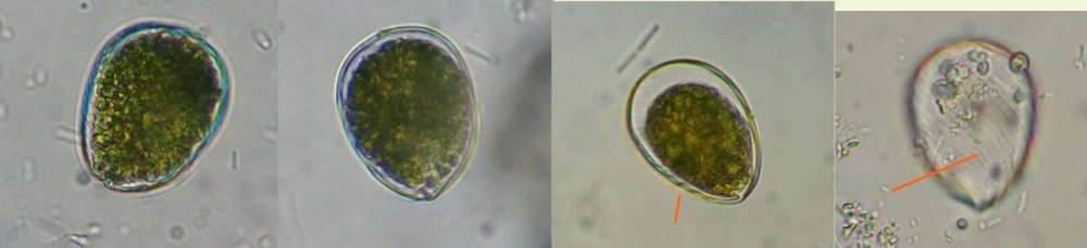 lepocinclistexta.thumb.jpg.8b3cfcfd87a564bf656046245f937b17.jpg
