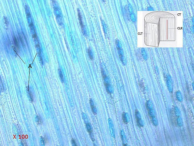 sapintexte10.jpg.d87595c859c7ab743fa6a437c51f3a74.jpg