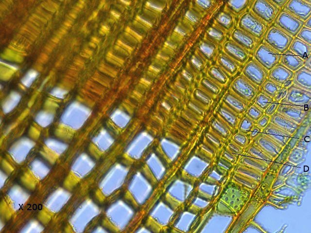 sapintexte5.jpg.1d70faaabb3ad1c4dd9f79ec2ce16057.jpg