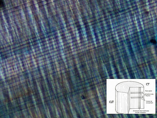 sapintexte7.jpg.0c297a909cd14d0e629d06bedbab8e20.jpg