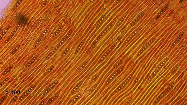 sapintexte8.jpg.725ad706f807f5c636bb1c85dbeb0ea6.jpg
