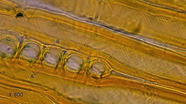 sapintexte9bis.jpg.885408ada055b5d8cfe7417a48bebb93.jpg