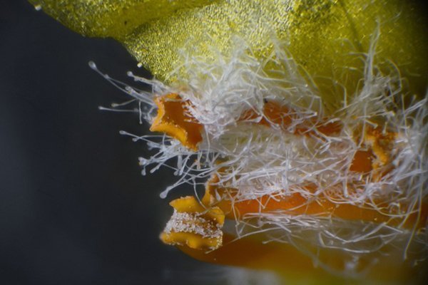 large.MIKNSBouillonblanctaminex40.jpg.66df7dd067ca1bcd0efb34b9d87da8a2.jpg