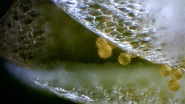 large.MIKNSDalhiapomponpollenx40.jpg.1e3dab04a39648910bd4804fe0e55012.jpg
