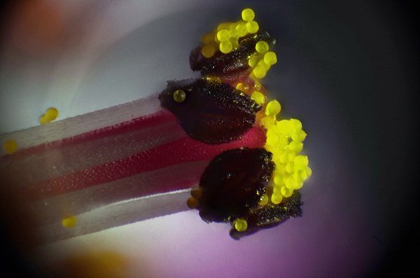 large.MIKNSGraniumrobertstylex100.jpg.52f075afb14279e5260b46cdf8b1cbec.jpg