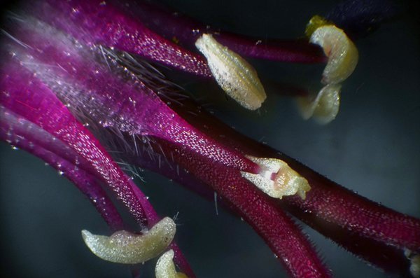 large.MIKNSGraniumsanguinx40.jpg.0ad7f31e7cb1cda101384ea91205b200 (1).jpg