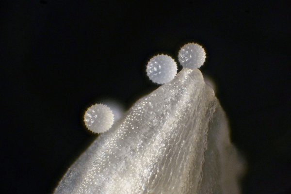 large.MIKNSLiseronbleugraindepollenx100.jpg.fc491dbc2c4c30adff435572fdf49a1d.jpg