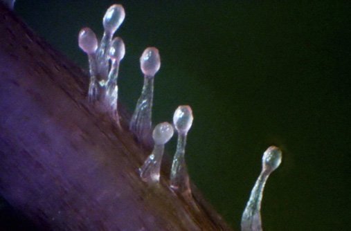 large.MIKNSTibouchinaX40.jpg.2b5e28d3b424bf70eb687b54c19008c8.jpg