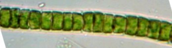 W24ulothrix.jpg.e3acac010084e1aaef5c9a2143f7dd59.jpg