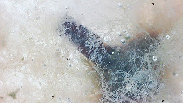 alguepttexte3.jpg.49366cee0677adbdc759de14adcef643.jpg