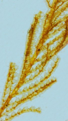 bryo2texte3.jpg.acb43e98658eca967728e6cc4059e334.jpg