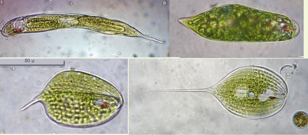 eugleniens.thumb.jpg.eb926ceb72ddc984bca98e066825c056.jpg