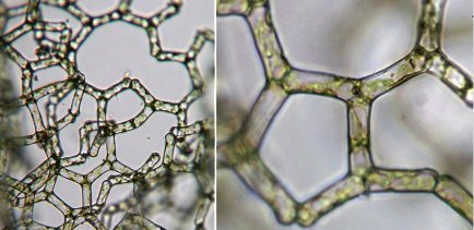 hydrod.jpg.8919b28a0edff63cffa7bf3090ec2c43.jpg