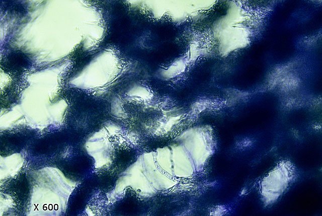 pimenttexte4.jpg.4b1f077a8024ca3f5fc390b87d1d4443.jpg