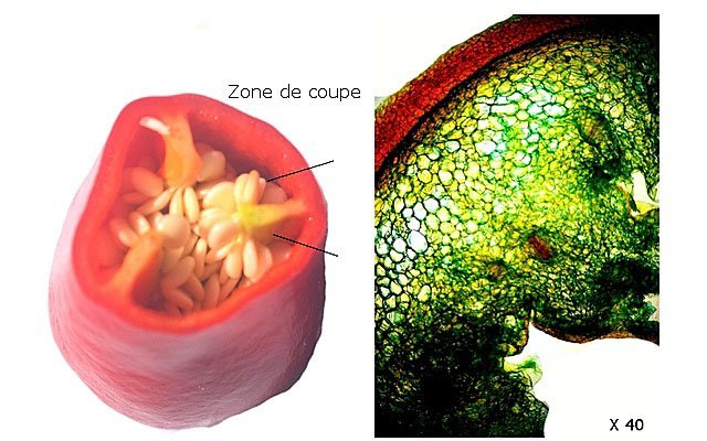 pimenttexte7ter.jpg.ade08a825f74983738e49e9c9fcc1671.jpg