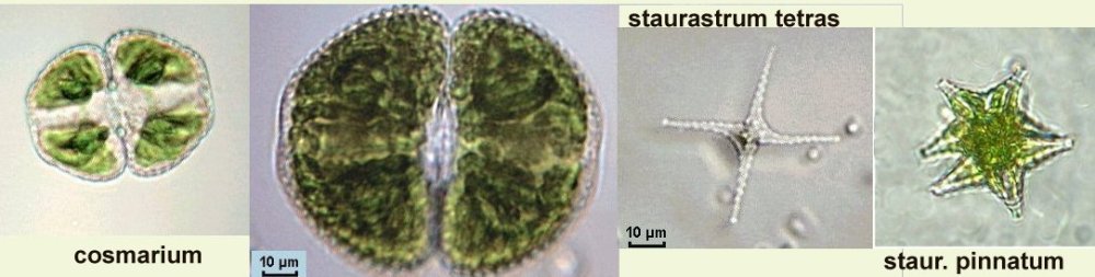 stauras.thumb.jpg.06e1cb835d31b555f0edf9f0831b72fa.jpg
