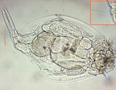 EUCL1euchlanismeneta.jpg.d9d113f35826658a7d28dd1330c8815c.jpg