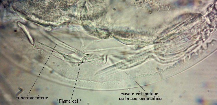 EUCL3.jpg.e1d8ca006f5b97f7f15313e707143033.jpg