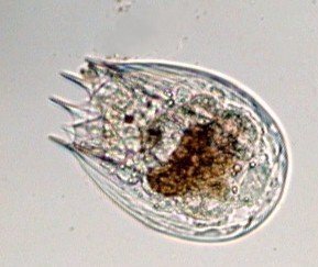 Ker2notholcasquamula.jpg.b3065947d29d3aec4852edcdb3b3d184.jpg