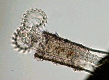 Phi35.jpg.d59f5b18a1d4f37b802ca3e4d1744d01.jpg