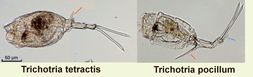 ROM150TRICHOTRIA.jpg.c7f8dbea90530b06dc2e60f66a6624ac.jpg