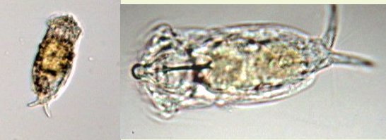 Rce18Cephalodellaauriculata.jpg.39274b9863315ab3654885e65ce7fed6.jpg