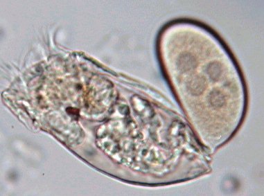 Rno2anuraeopsis.jpg.cd737f3114ec3edfb669478da47bc498.jpg