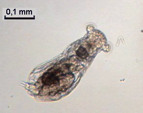 Rotve8Notommataaurita.jpg.e1475ed34cfcc14a3cdeaa716c872a36.jpg