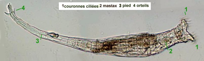 anatrot.jpg.7036b6d1ac7b1fce6a3c452731e2676e.jpg