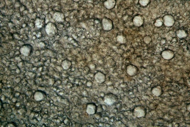 avocatpulpue2100.jpg.60f1cb37adbfc9e2b0c0f13f3b97b1d4.jpg
