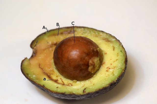 avocattexte2.jpg.c0695c785969a51c2d8802268a1d7b56.jpg