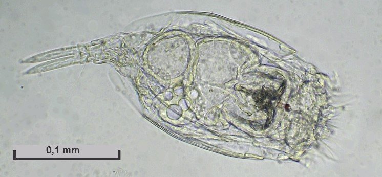 eucla.jpg.acb414e741743dd5540f7d18051645a5.jpg