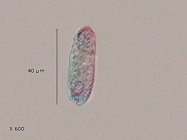laissetexte10.jpg.e05bcbe1b589ed4e005e4a7c8f547e26.jpg