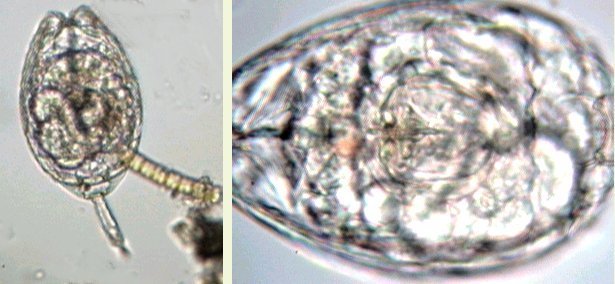 monostyla.jpg.2d5e41895daac15cfbc01fda7539cc64.jpg