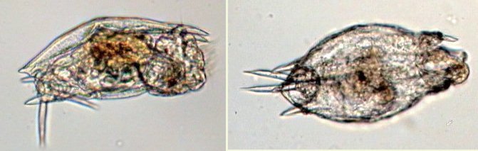 mytilina.jpg.281698b0e040aac90a92555bf1b9938d.jpg
