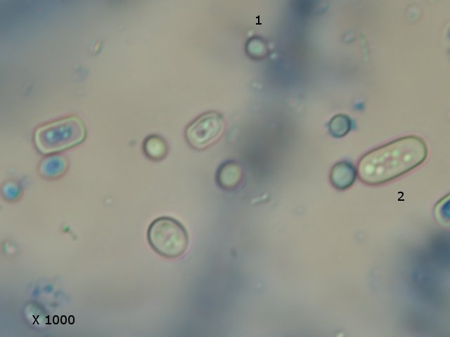 poivrontexte10.jpg.c028474ea28197609d73a5a2df8c275f.jpg