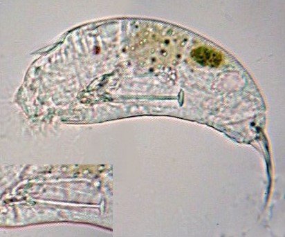 trichocerca.jpg.110f11ad08ec04757b298a8f182813fe.jpg